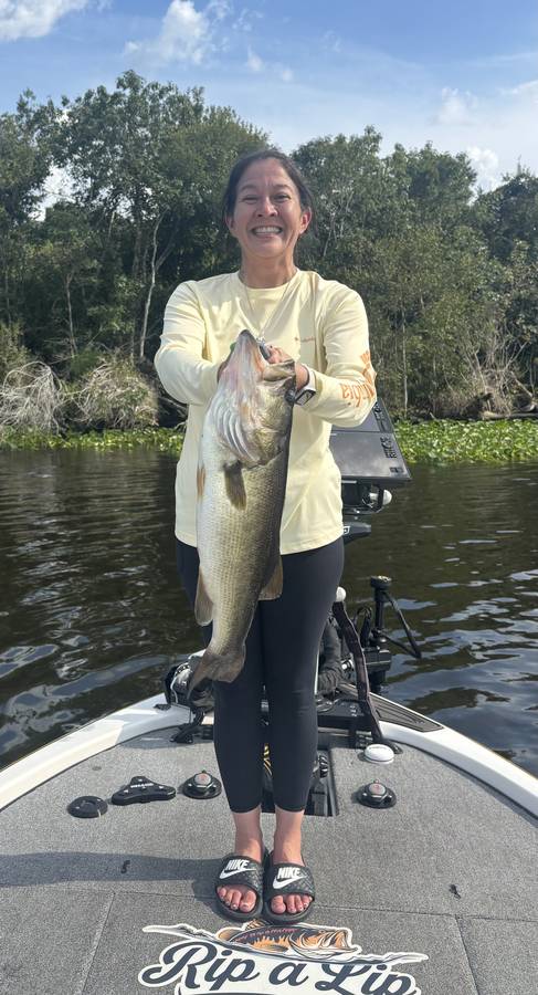 Angler hoisting a broad-shouldered largemouth caught on live wild shiners
